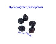 Gymnocalycium paediophilum 1.jpg